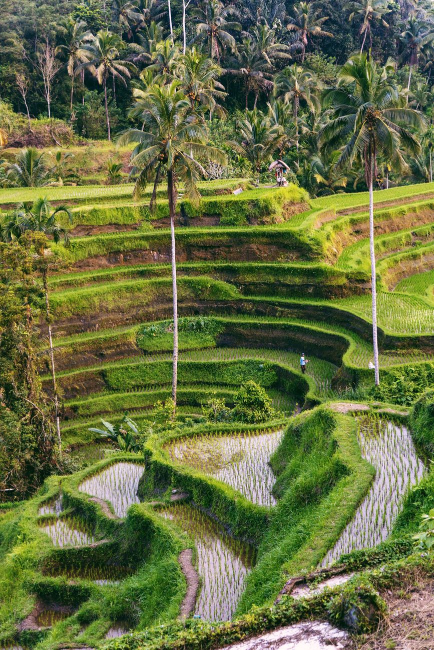 Stepped green rice terraces in the Sidemen valley, Bali