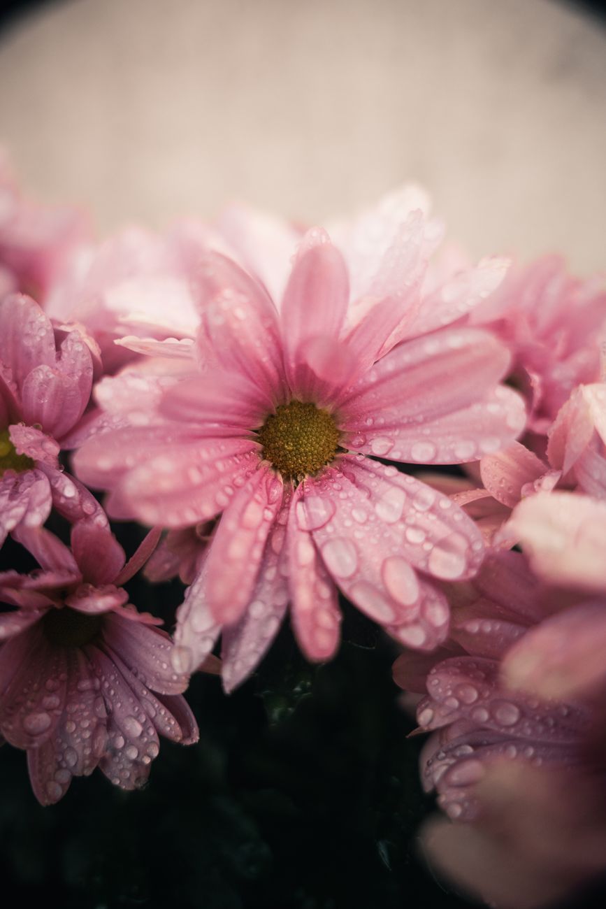 Pink flowers in soft daylight