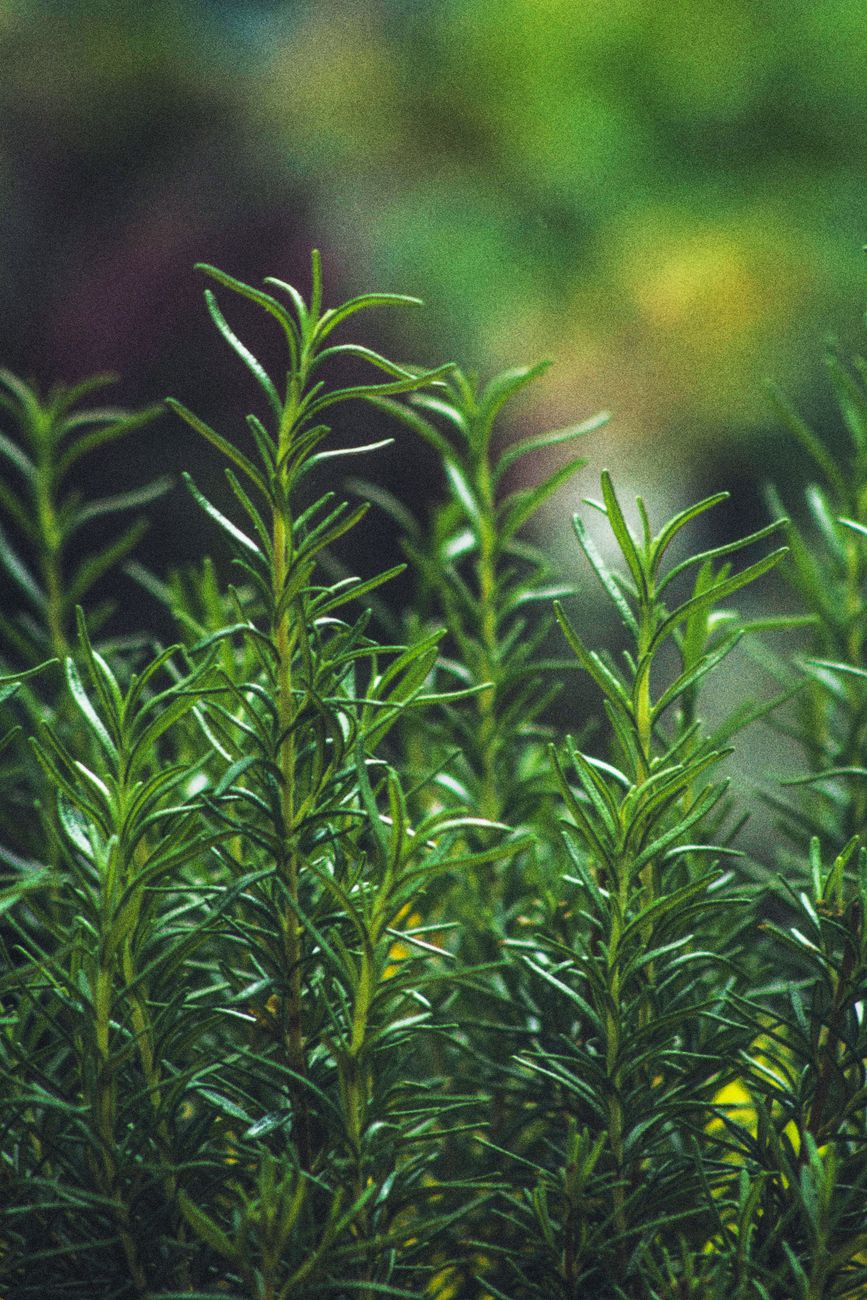 Upright stems of fresh rosemary growing in a garden bed