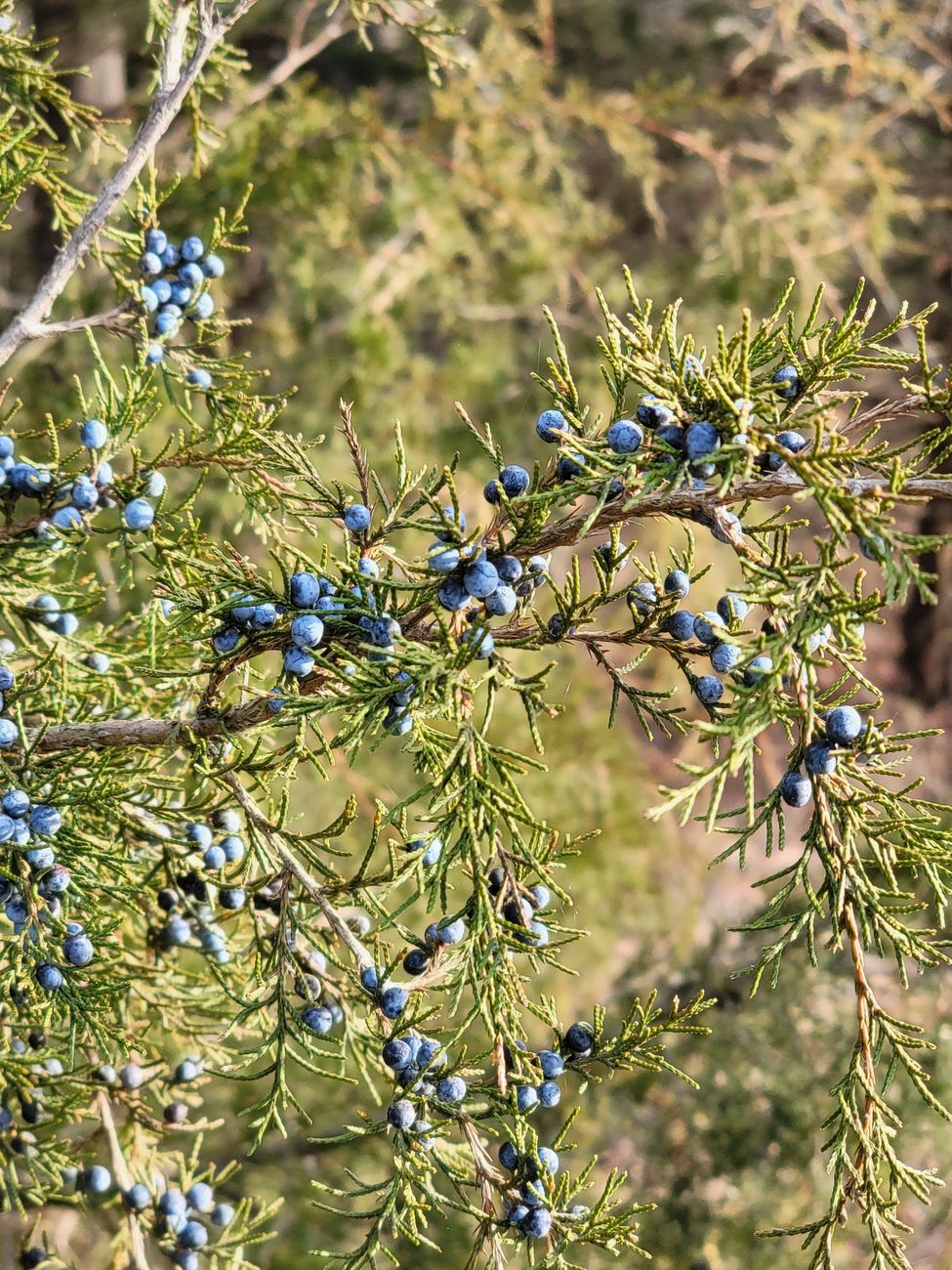 A juniper branch heavy with dusty blue berries