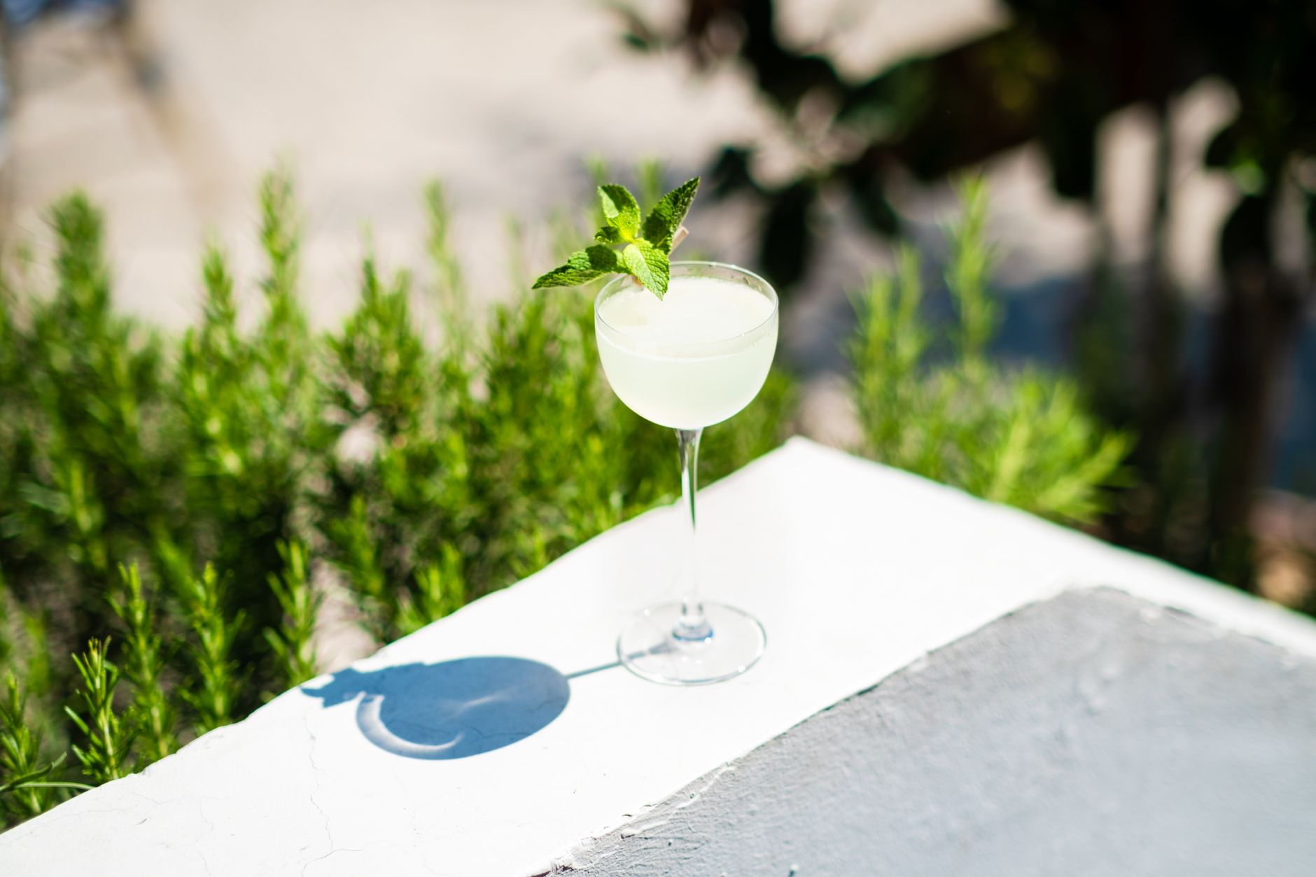 A pale botanical drink with a mint sprig in a coupe glass, set on a sunlit white wall beside rosemary bushes