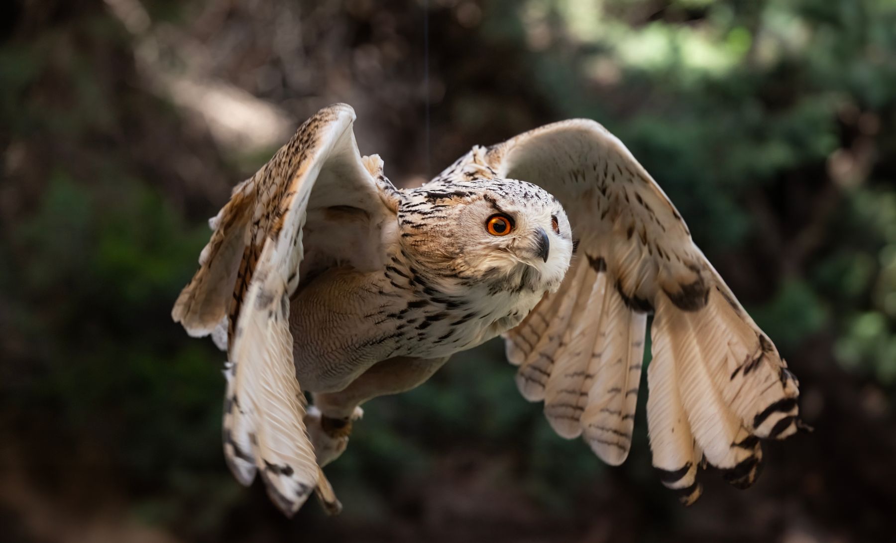 Eagle owl