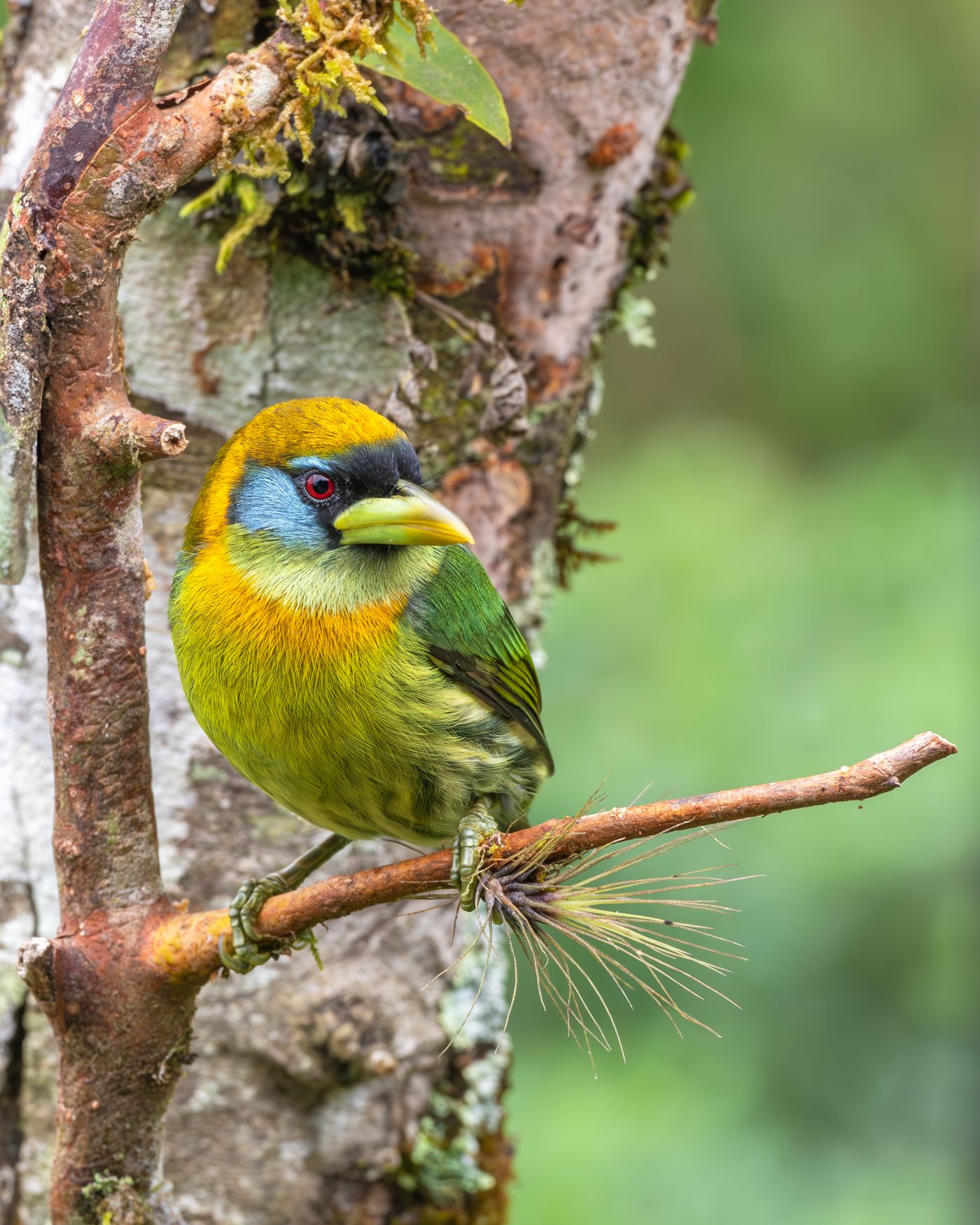 Red-headed barbet
