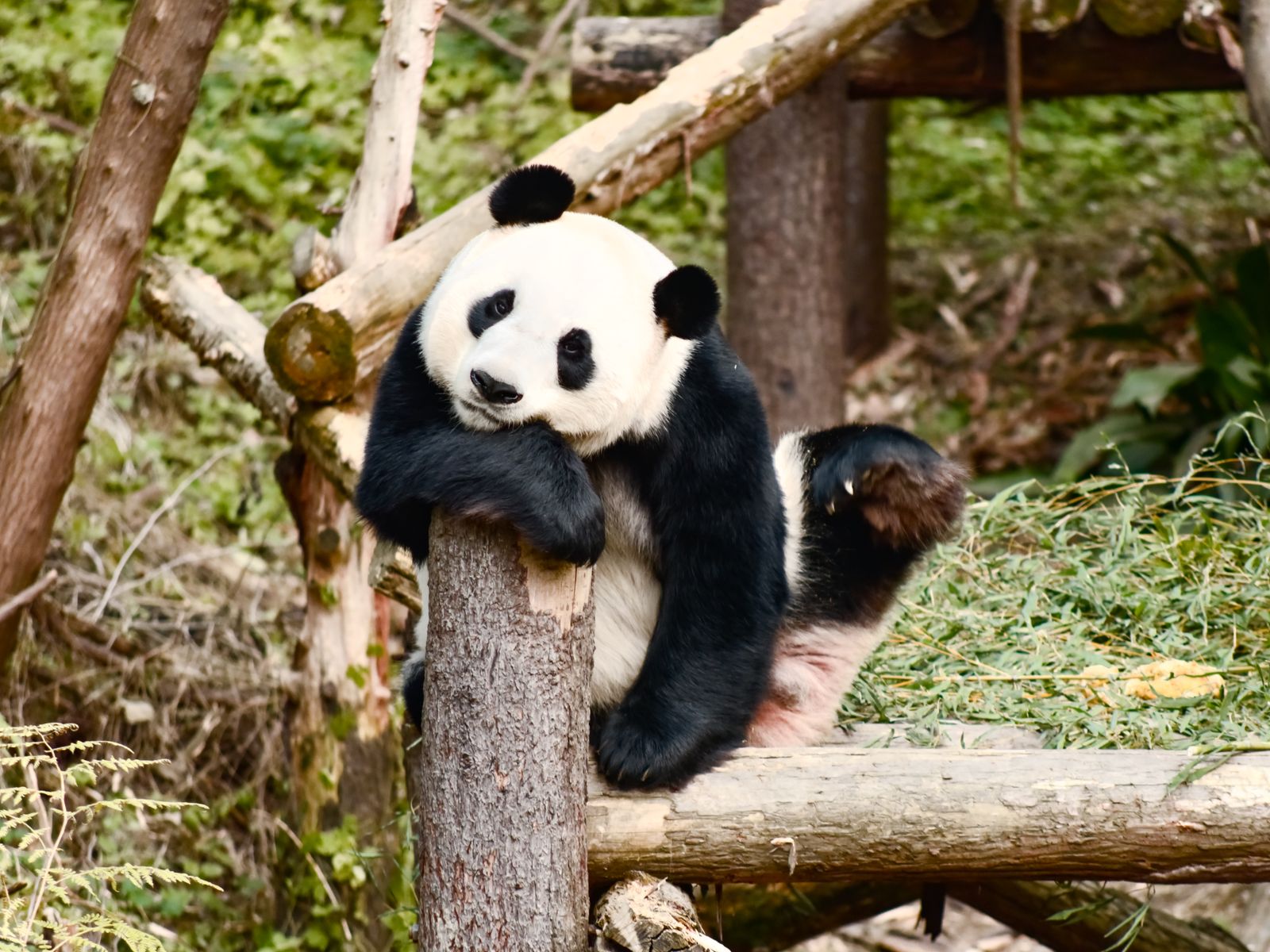 Giant panda resting against a felled log