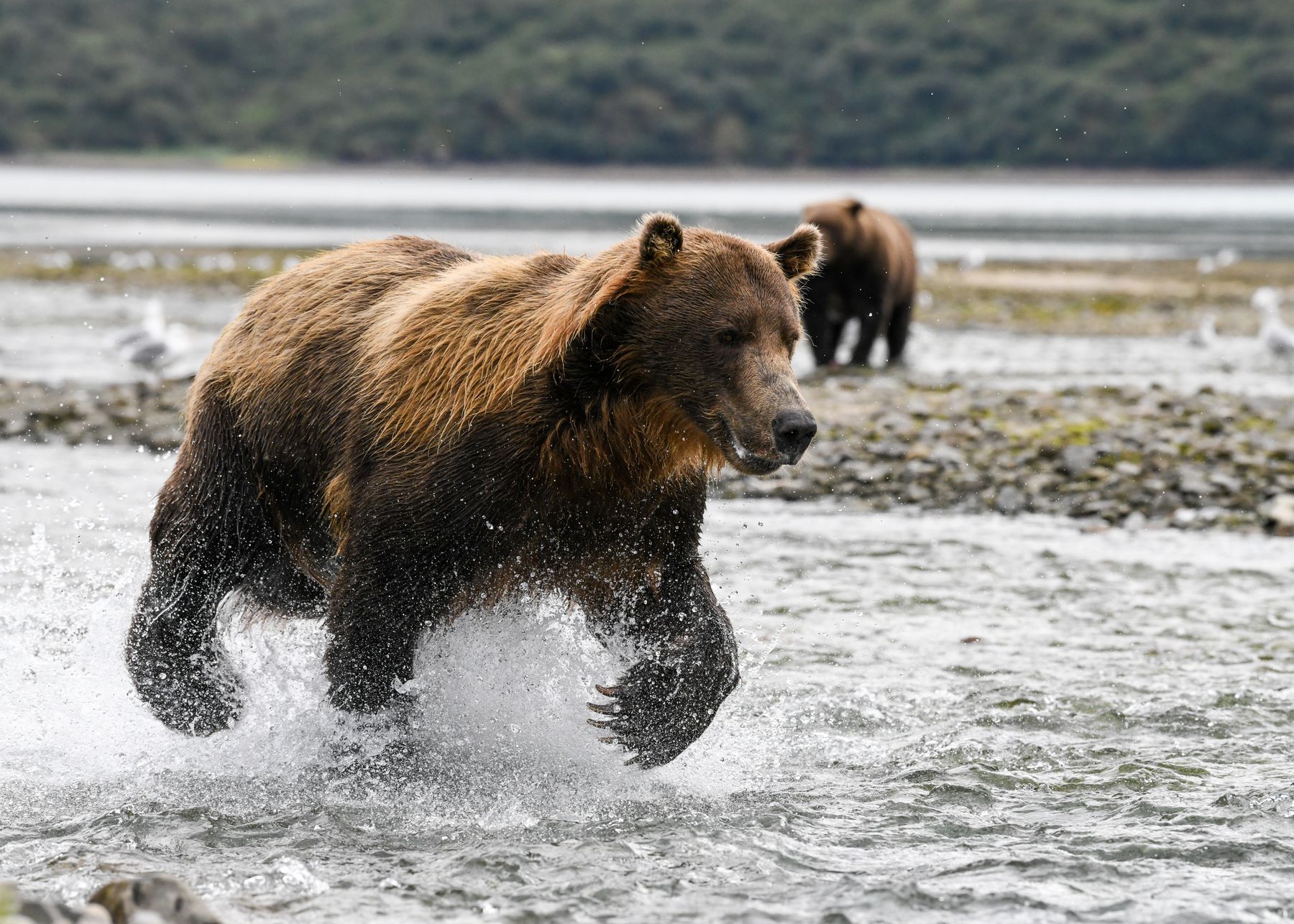 Brown bear