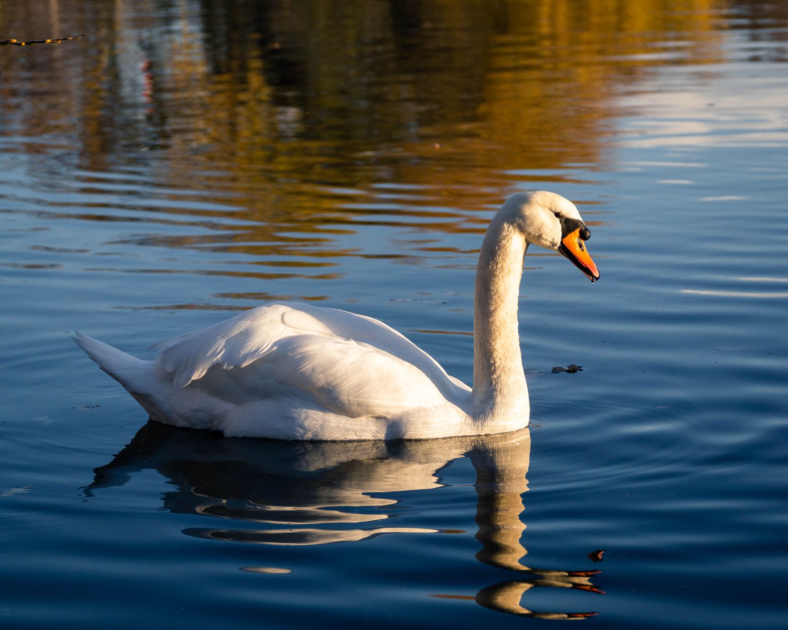 Mute swan