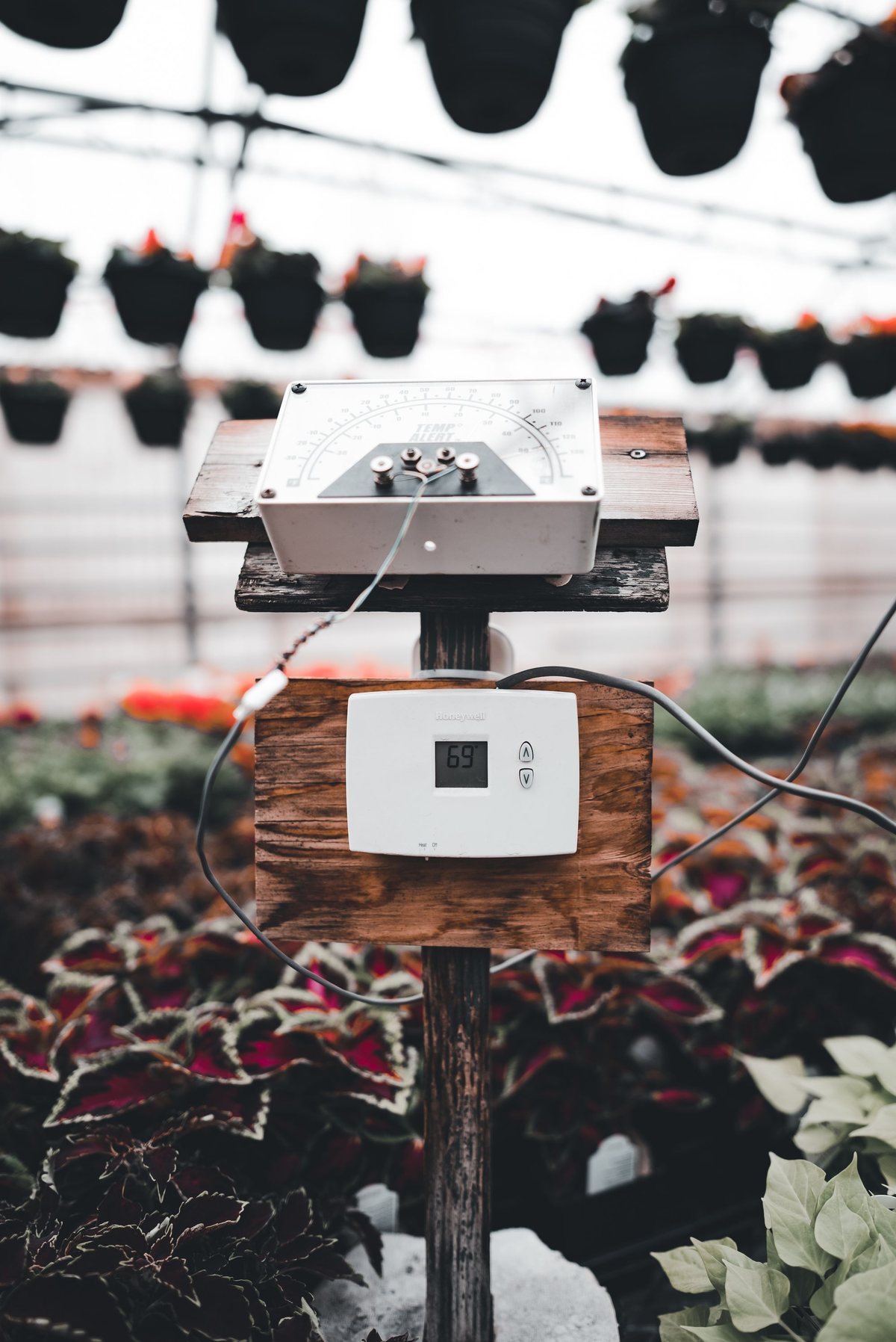 A white sensor box mounted on a post among rows of flowering plants inside a greenhouse