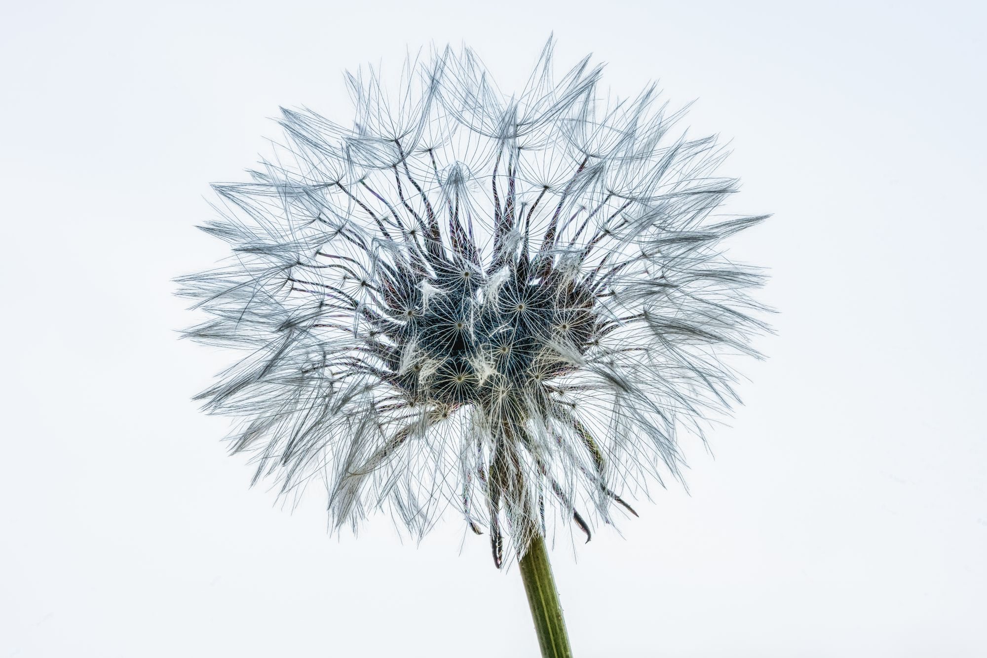 A single dandelion seed head against a pale sky, every seed still attached.