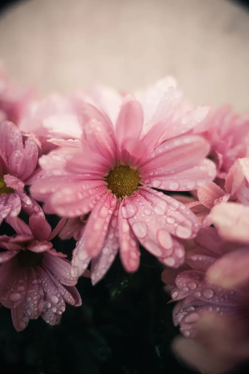 Pink flowers in soft daylight