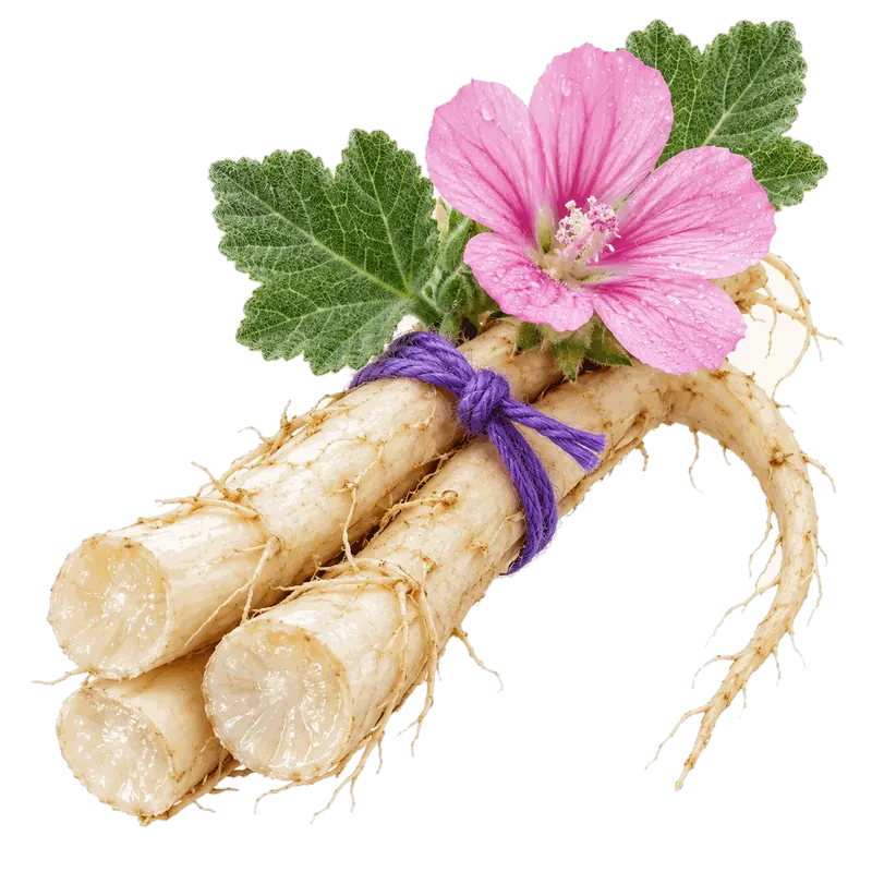 Washed marsh mallow roots tied with violet twine and topped with a pink flower