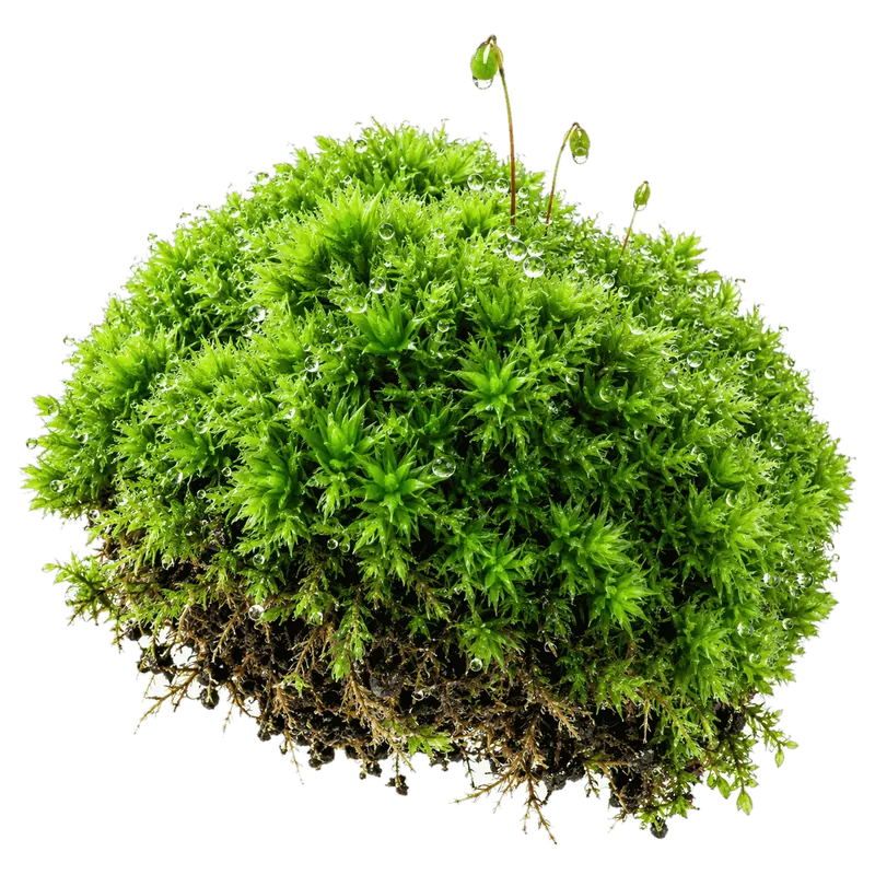 A dome-shaped clump of living cushion moss with dew on its tips