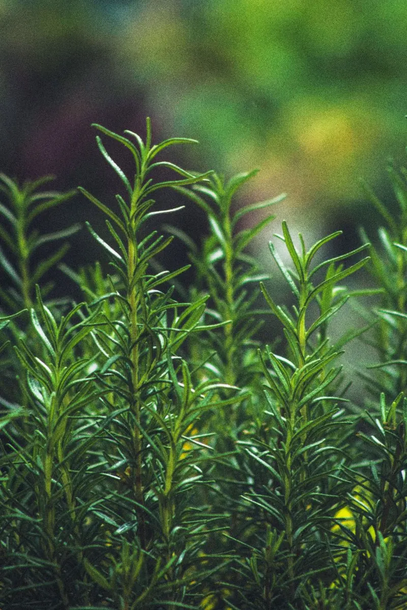 Upright stems of fresh rosemary growing in a garden bed