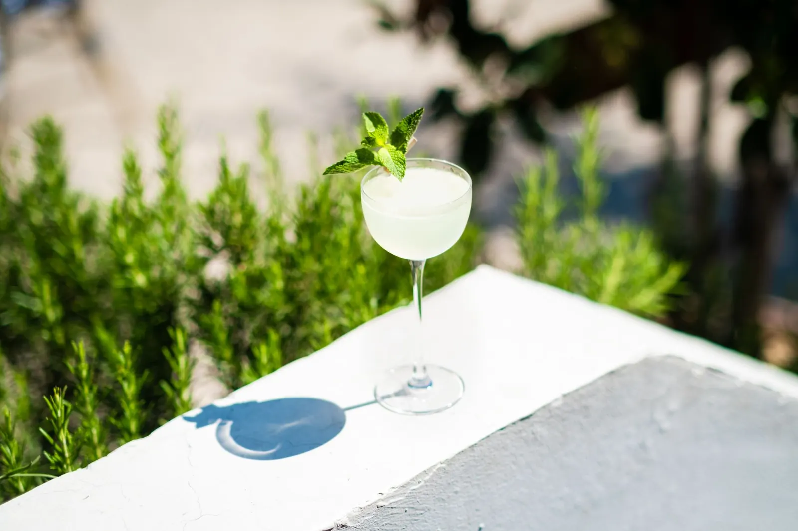 A pale botanical drink with a mint sprig in a coupe glass, set on a sunlit white wall beside rosemary bushes