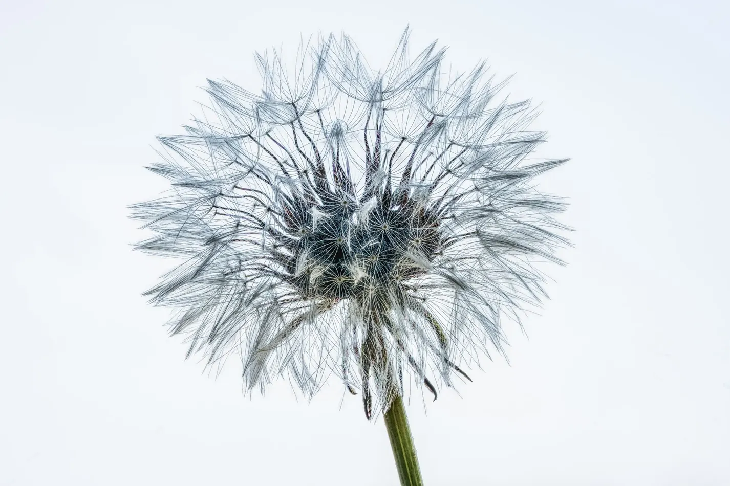 A single dandelion seed head against a pale sky, every seed still attached.