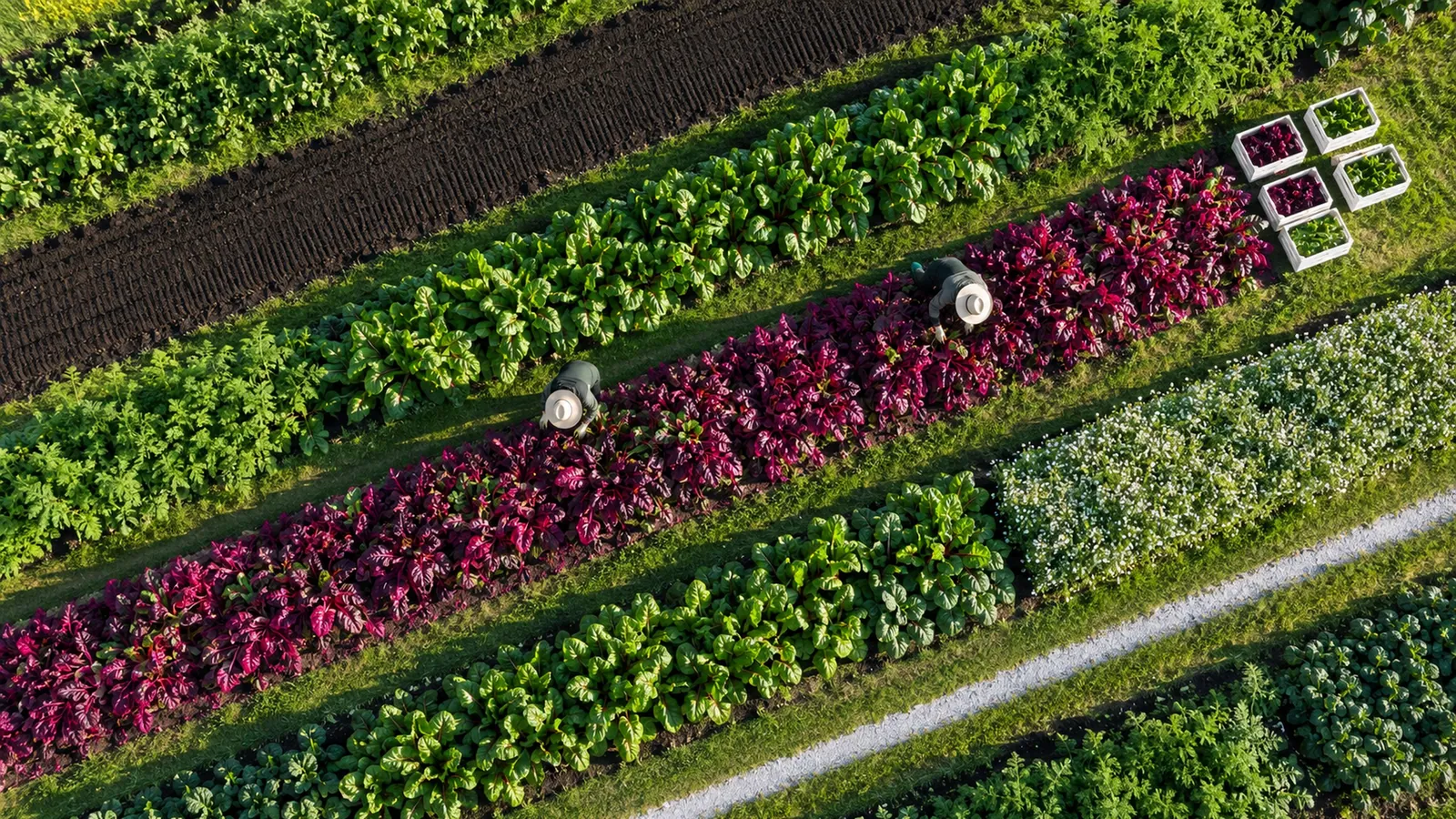 The farm from above at sunrise: long stripes of chard, beetroot and carrot beds, a raked block of bare soil and white crates at the row ends